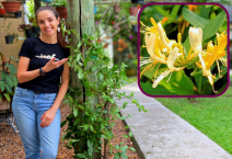 ESCOLHI esta Planta PERFUMADA para meu Jardim! Cresce Rápido e Atrai Beija flores
